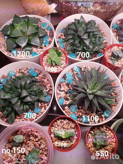 Хавортии взрослые