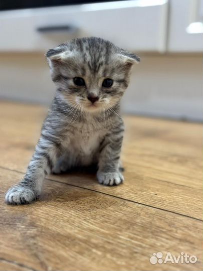 Шотландская вислоухая котята