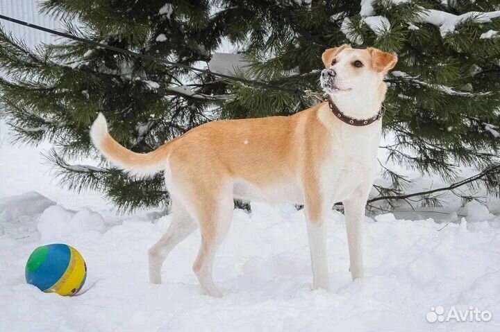 Собака в добрые руки