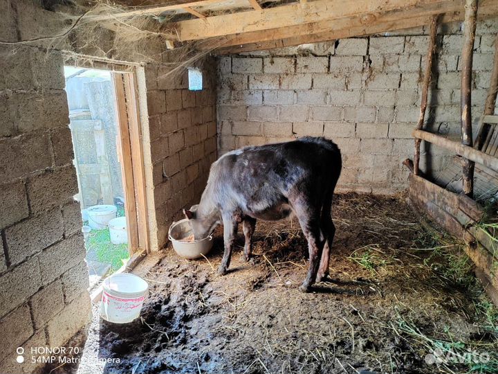 Молодая телочка