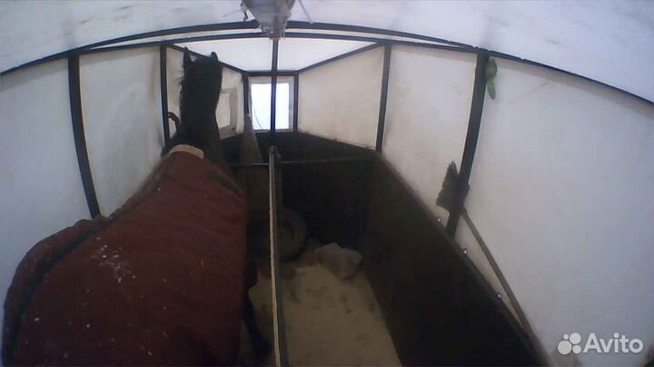 Бюджетная перевозка лошадей крс, мрс и снегоходов