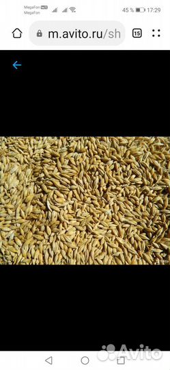 Продам пшеницу