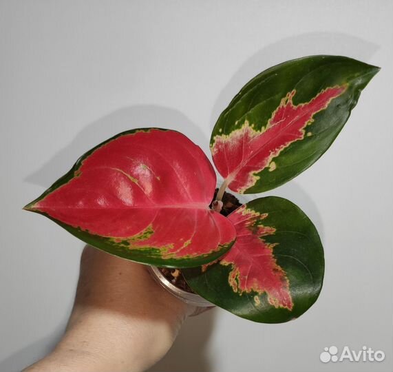 Аглаонема, диффенбахия, хомаломена