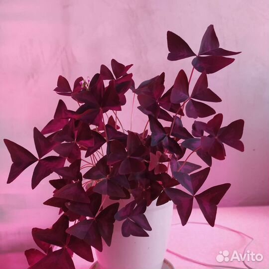 Цветы комнатные