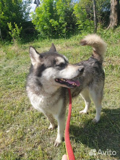 Сибирский хаски