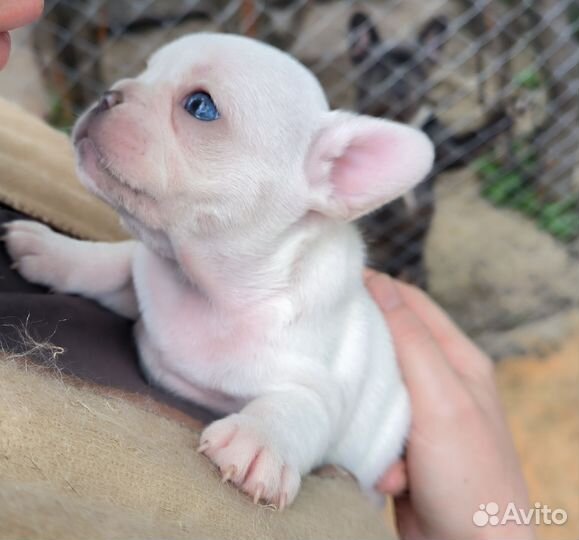 Французский бульдог