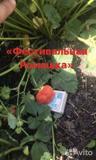 Рассада клубники