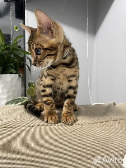 Бенгальские котята