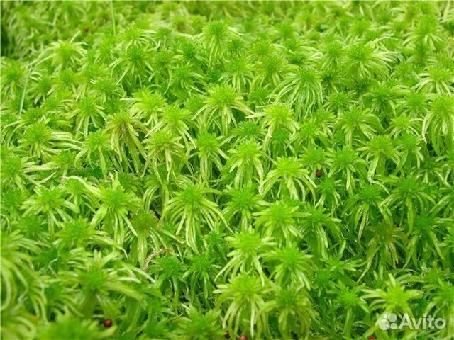 Мох сфагнум