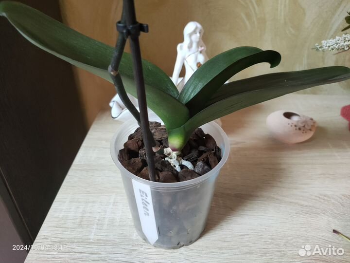 Орхидея фаленопсис биглип Eileen