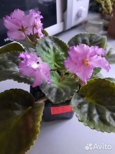 Фиалкаи сортовая 