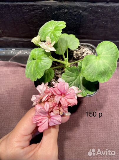 Гардения жасминовидная Пеларгония Комнатные цветы