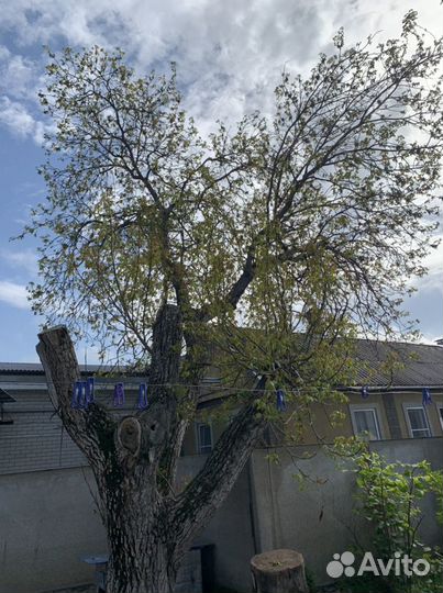 Спил деревьев