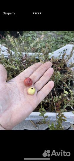 Саженцы голубики и клюквы