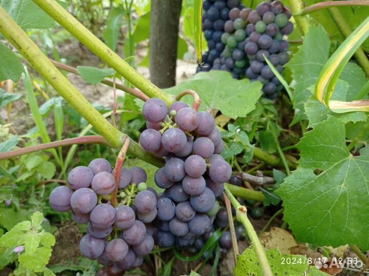 Виноград изабелла