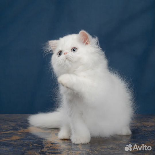 Пушистое чудо