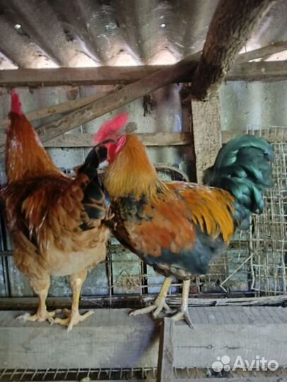 Молодые петухи