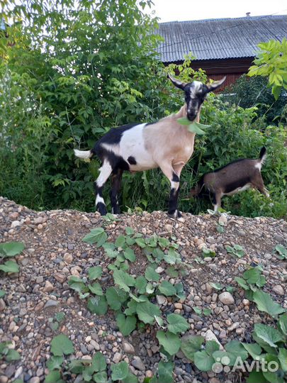 Альпийские козлята