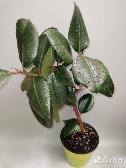 Фикус каучуконосный эластика