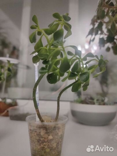 Суккуленты