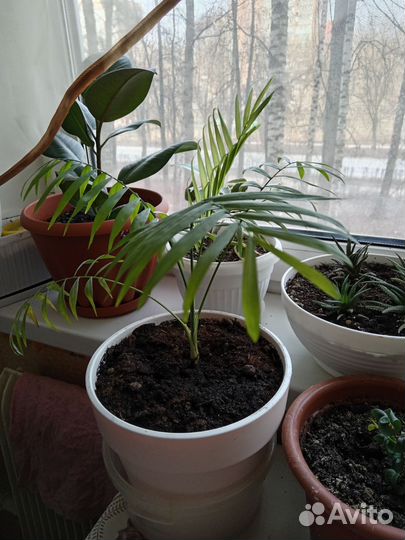 Пальма хамедорея