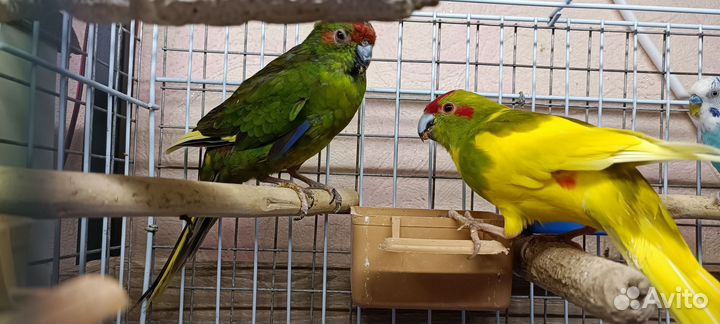 Попугай какарик