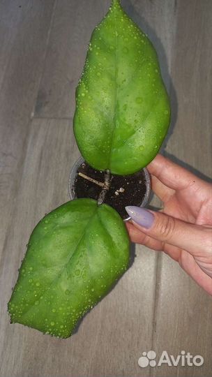 Хойя Phukvai Lao, cv Golden Eye