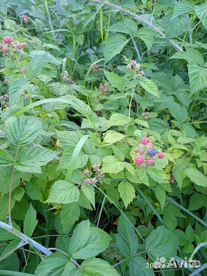 Малина черная саженцы