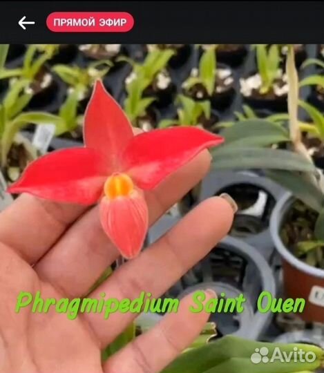 Phragmipedium Saint Ouen