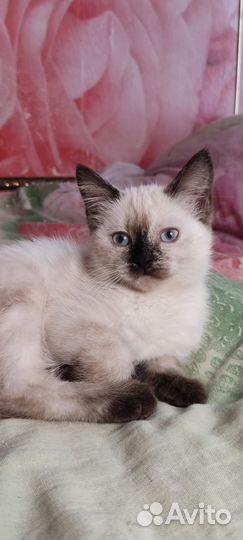 Котенок девочка с голубыми глазами
