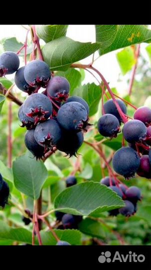 Саженец ирги