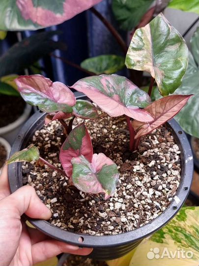 Алоказия Серендипити