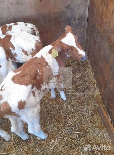 Бычки, телята на корм