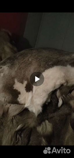 Оленья шкура 4000 штук