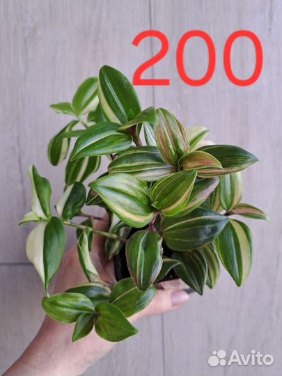 Традесканция