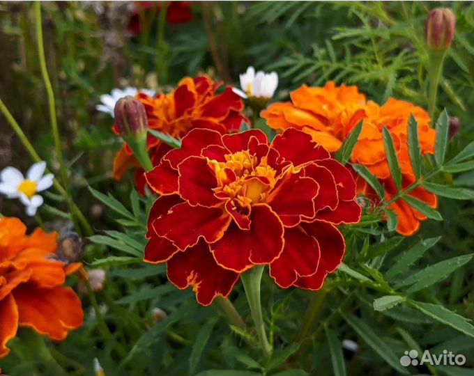 Бархатцы 4-х сортов