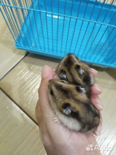 Джунгарский хомяк
