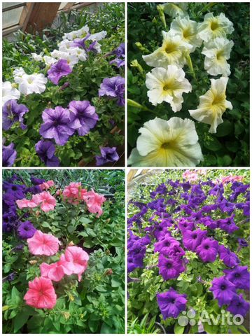 Рассада петунии, цветов