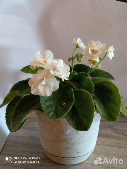 Комнатные цветы