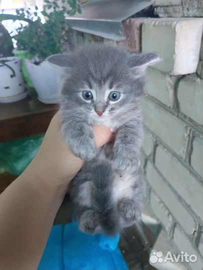 Отдам в добрые руки