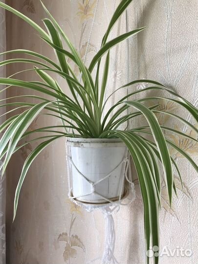 Хлорофитум