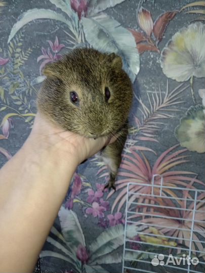 Морская свинка с клеткой