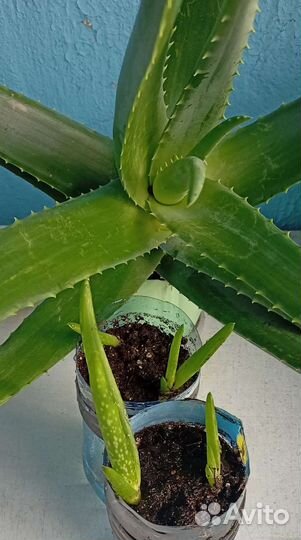 Алоэ вера. саженцы