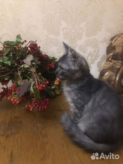 Котенок ищет дом