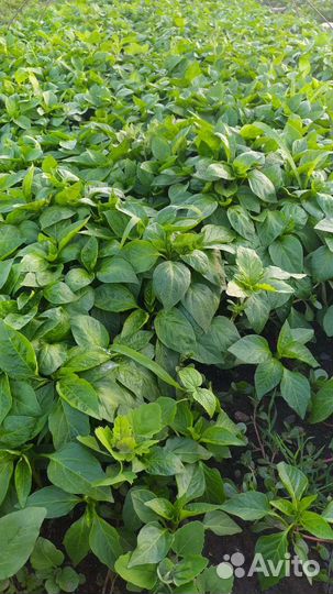 Рассада сладкого перца и горького перца