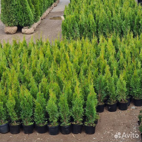 Продажа растений, декоративные и хвойные