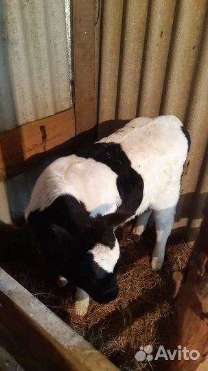 Бычки на откорм телочки на молоко
