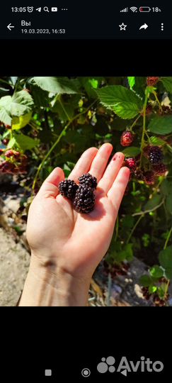 Малина, смородина, крыжовник/саженцы