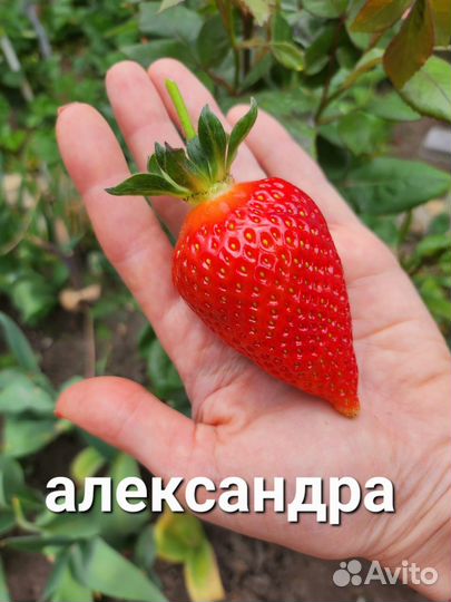 Рассада клубники. Более 70 сортов. Новинки 2023