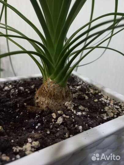 Бокарнея нолина